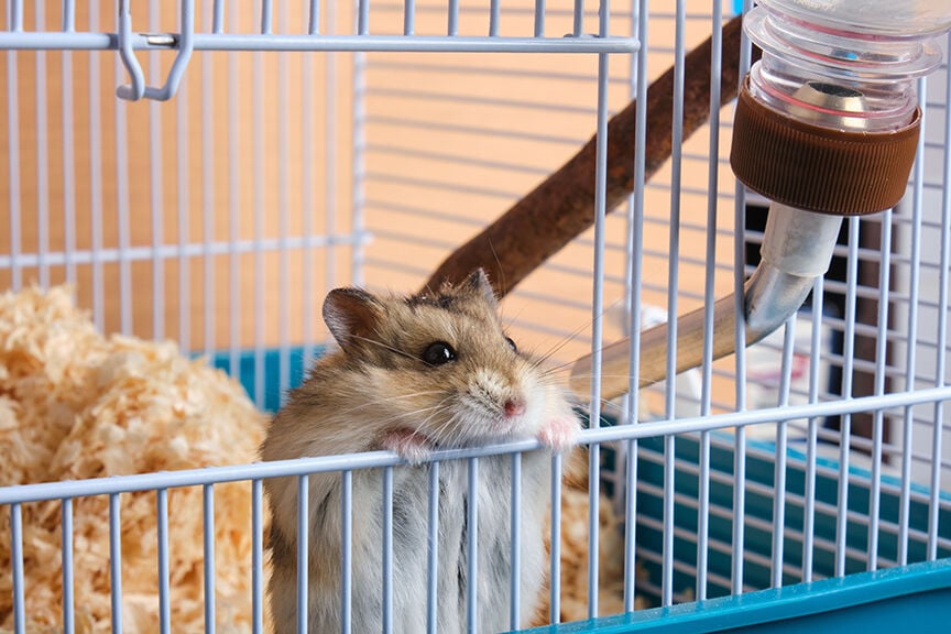 Dzungarian hamster
